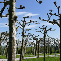 Servizio potatura alberi e siepi | Potare Alberi a Bologna | Bologna | Di Più Service