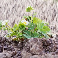 Impianto di irrigazione giardino | Bologna | Di Più Service